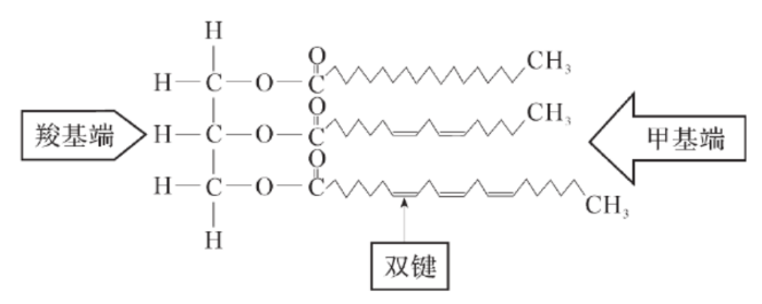 　脂肪酸的结构