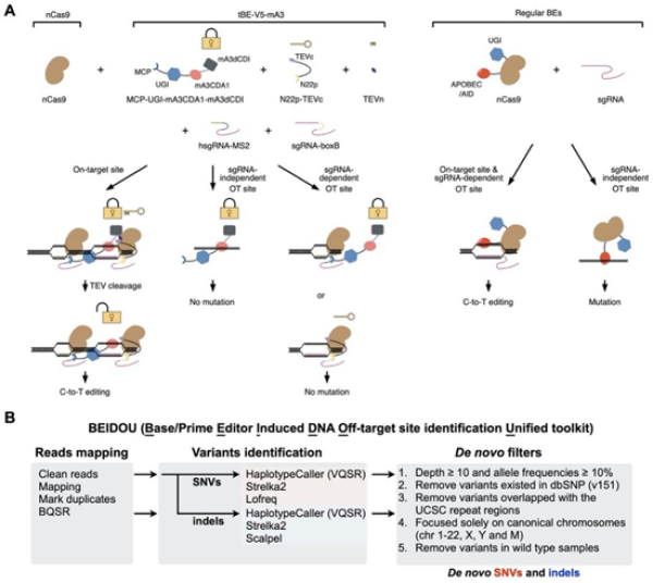 　　（A）tBE作用的原理示意图。以tBE-V5-mA3为例，其可在靶位点去除dCDI产生高效编辑效果，但在OTss和OTsg位点时由于dCDI的存在可以抑制非靶向突变。（B）BEIDOU计算分析流程评估碱基编辑的潜在全基因组水平脱靶